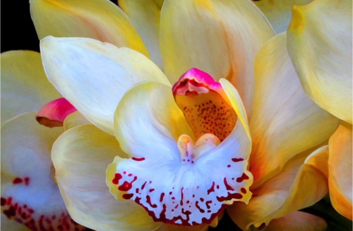Orchid